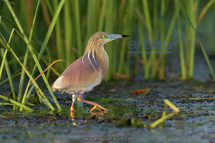 : Squacco Heron (Ardeola ralloides), Danube Delta : Squacco Heron (Ardeola ralloides), Danube Delta