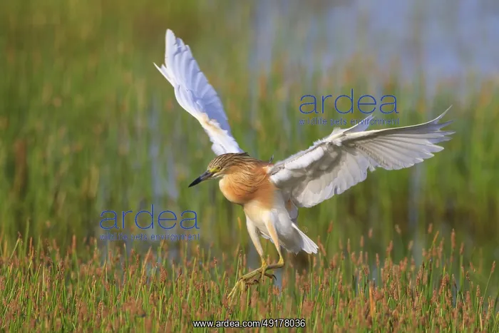 : Squacco Heron (Ardeola ralloides) flying, Greece : Squacco Heron (Ardeola ralloides) flying, Greece