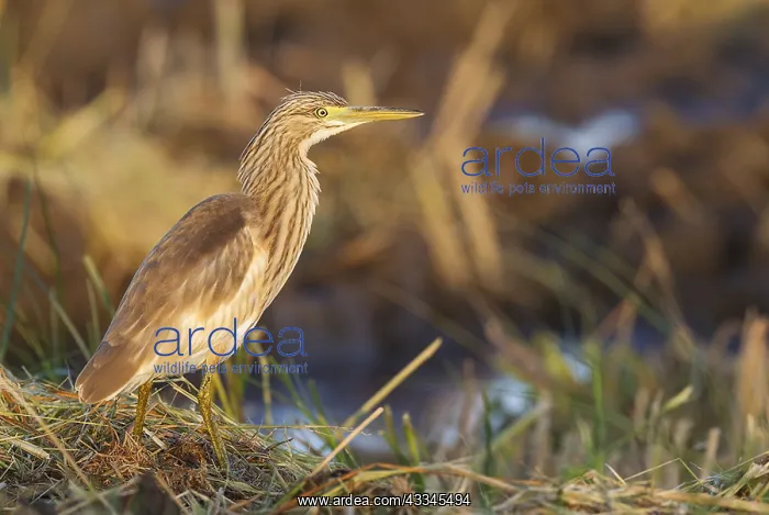 : Squacco Heron (Ardeola ralloides). Hunting at the : Squacco Heron (Ardeola ralloides). Hunting at the