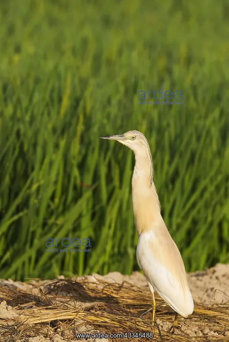 : Squacco Heron (Ardeola ralloides). At a low bank : Squacco Heron (Ardeola ralloides). At a low bank