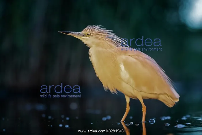 : Squacco heron (Ardeola ralloides) at night hunting : Squacco heron (Ardeola ralloides) at night hunting