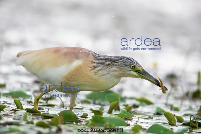 : Squacco Heron (Ardeola ralloides) with prey, Hungary, Europe : Squacco Heron (Ardeola ralloides) with prey, Hungary, Europe