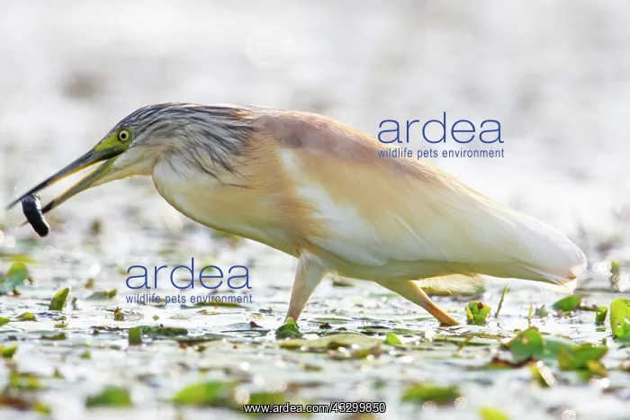 : Squacco Heron (Ardeola ralloides) with prey, Hungary, Europe : Squacco Heron (Ardeola ralloides) with prey, Hungary, Europe