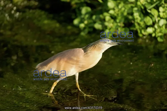 : Squacco heron (Ardeola ralloides) walking : Squacco heron (Ardeola ralloides) walking