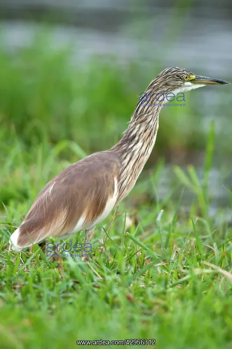 : Squacco Heron - on bank of river : Squacco Heron - on bank of river