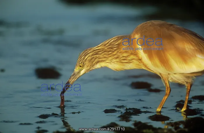: SQUACCO HERON - FEEDING : SQUACCO HERON - FEEDING