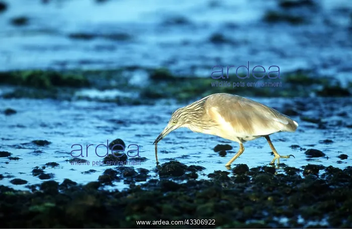: SQUACCO HERON - feeding : SQUACCO HERON - feeding