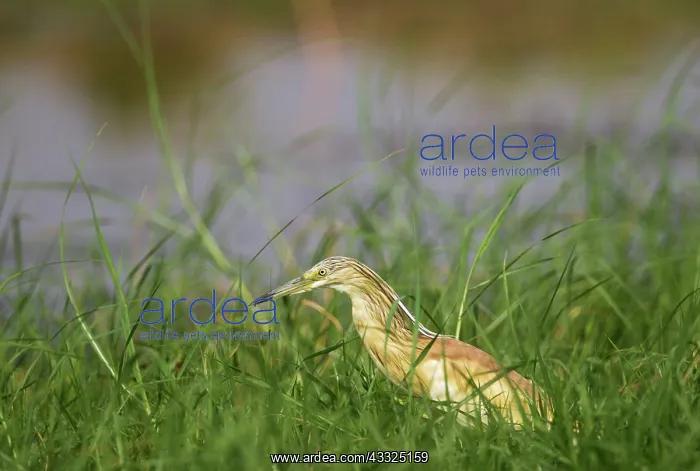 : Squacco Heron - hunting at the bank of the Chobe River : Squacco Heron - hunting at the bank of the Chobe River