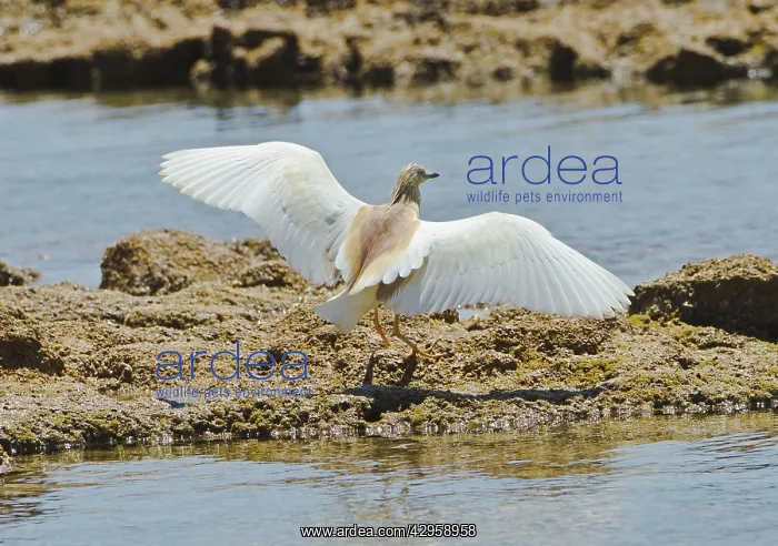 : Squacco Heron - landing on rocks : Squacco Heron - landing on rocks