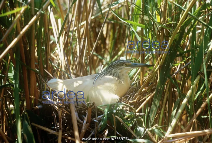: Squacco Heron - on nest : Squacco Heron - on nest