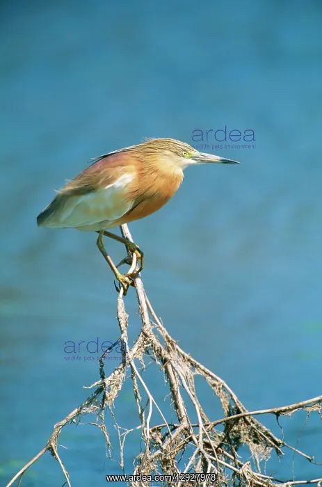 : Squacco HERON - perched : Squacco HERON - perched