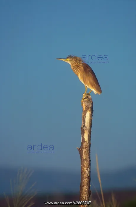 : Squacco Heron - Perched on wooden post : Squacco Heron - Perched on wooden post