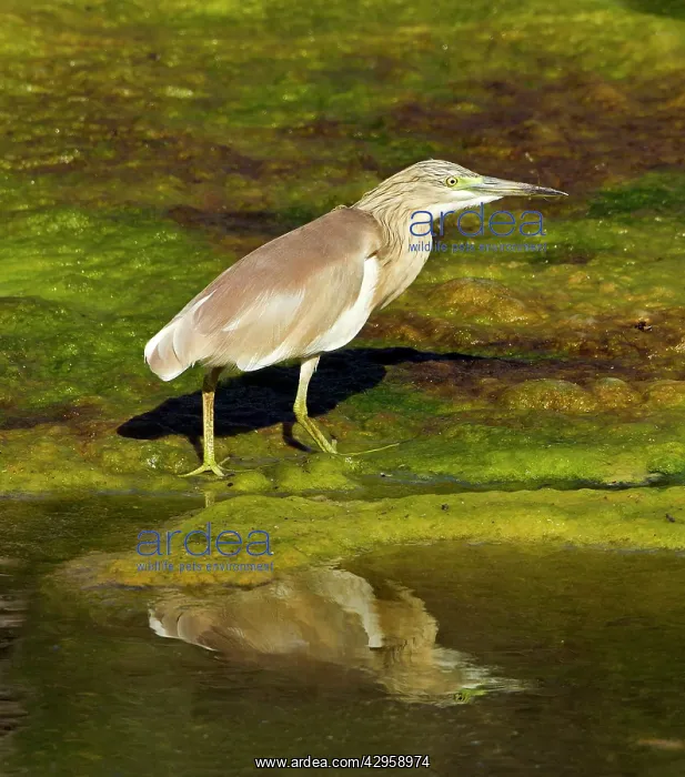 : Squacco Heron - in pool : Squacco Heron - in pool