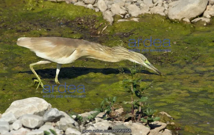  : Squacco Heron - searching for food in pool