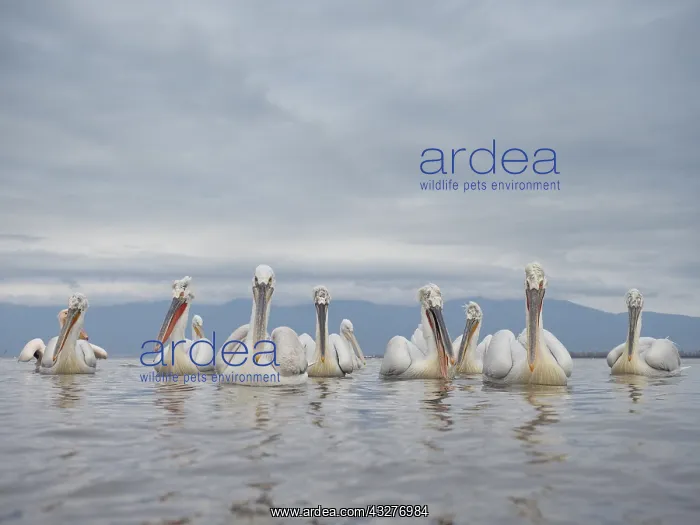 : A squadron of Dalmatian Pelicans (Pelecanus crispus) : A squadron of Dalmatian Pelicans (Pelecanus crispus)