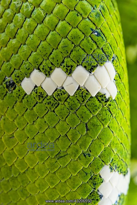  : Squales of Emerald tree boa (Corallus caninus)