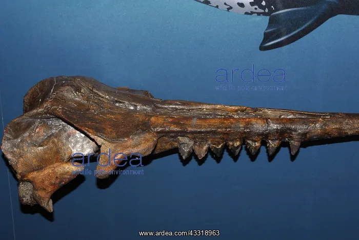 : Squalodon Whale fossil : Squalodon Whale fossil
