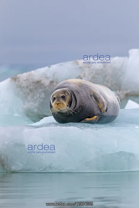 : Square Flipper / Bearded Seal - lying on a piece of ice : Square Flipper / Bearded Seal - lying on a piece of ice