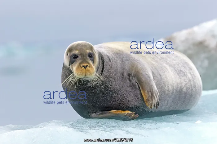 : Square Flipper / Bearded Seal - lying on a piece of ice : Square Flipper / Bearded Seal - lying on a piece of ice