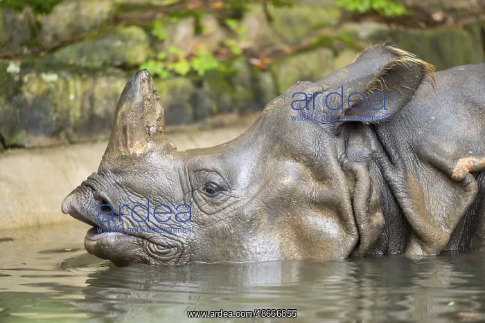 : Square-lipped rhinoceros (Ceratotherium simum) swimming in : Square-lipped rhinoceros (Ceratotherium simum) swimming in