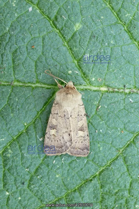 : Square Spot Rustic Moth : Square Spot Rustic Moth