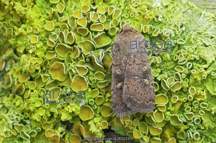 : Square Spot Rustic Moth : Square Spot Rustic Moth