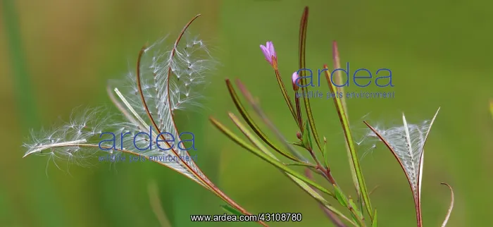 : Square-stalked Willowherb (Epilobium tetragonum) : Square-stalked Willowherb (Epilobium tetragonum)