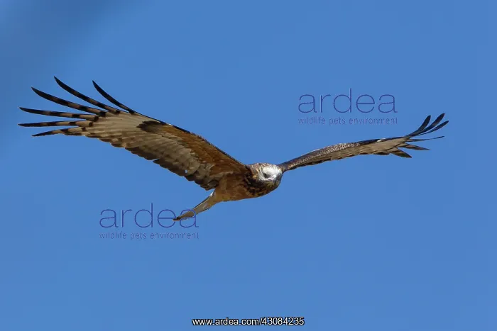 : Square-tailed Kite : Square-tailed Kite