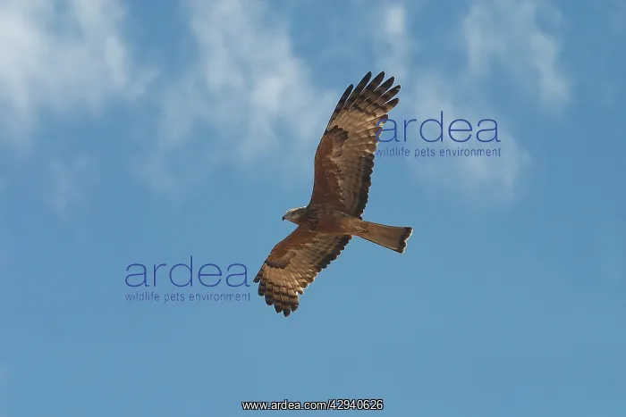 : Square-tailed Kite - in flight : Square-tailed Kite - in flight