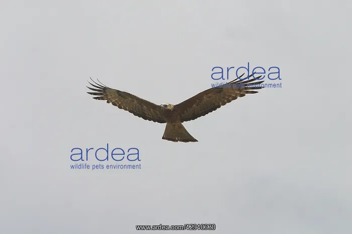 : Square-tailed Kite - in flight : Square-tailed Kite - in flight