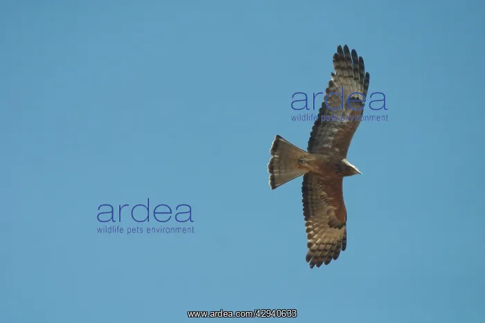 : Square-tailed Kite - in flight : Square-tailed Kite - in flight