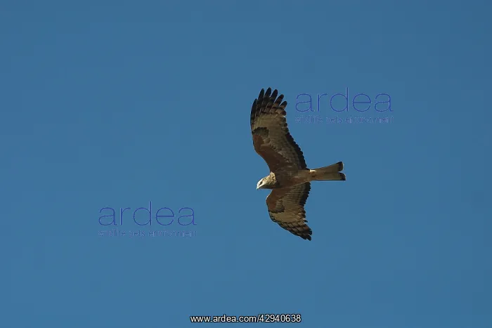: Square-tailed Kite - in flight : Square-tailed Kite - in flight