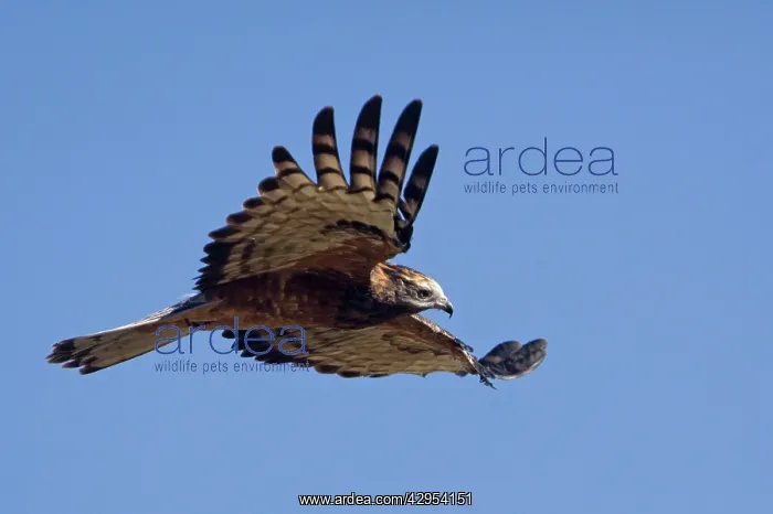 : Square-tailed Kite - in flight : Square-tailed Kite - in flight