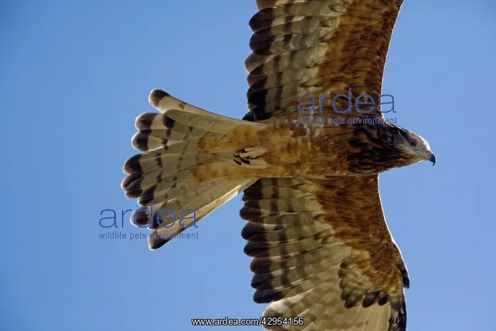: Square-tailed Kite - in flight : Square-tailed Kite - in flight