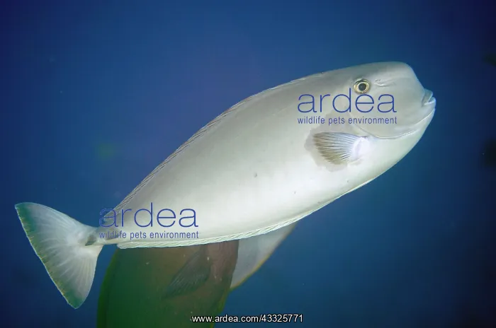 : Squarenose Unicornfish - Breakfast dive site, Farondii : Squarenose Unicornfish - Breakfast dive site, Farondii