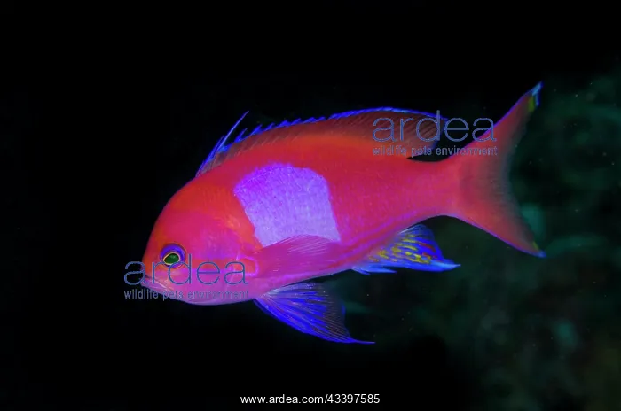 : Squarespot Anthias : Squarespot Anthias