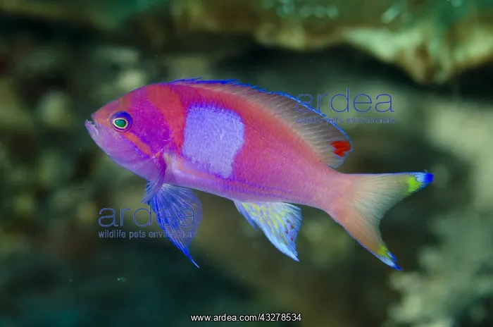 : Squarespot Anthias (Pseudanthias pleurotaenia) : Squarespot Anthias (Pseudanthias pleurotaenia)