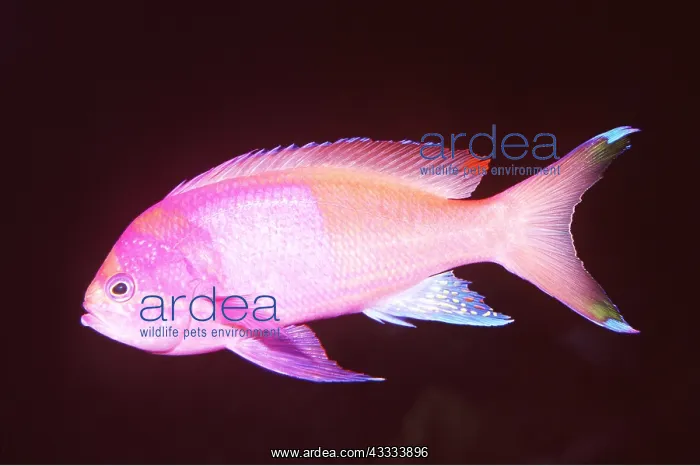 : SQUARESPOT BASSLET FISH (Anthias) : SQUARESPOT BASSLET FISH (Anthias)