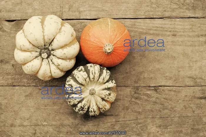 : Squash, Cucurbita pepo : Squash, Cucurbita pepo