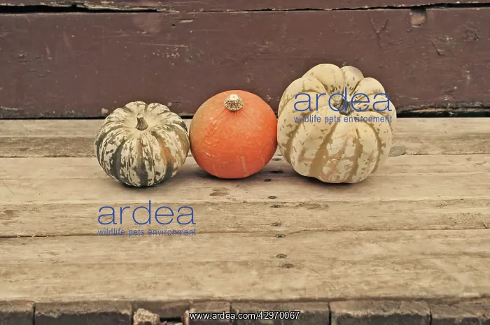 : Squash, Cucurbita pepo : Squash, Cucurbita pepo