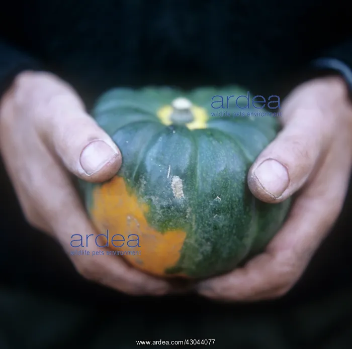 : Squash, Cucurbita pepo : Squash, Cucurbita pepo