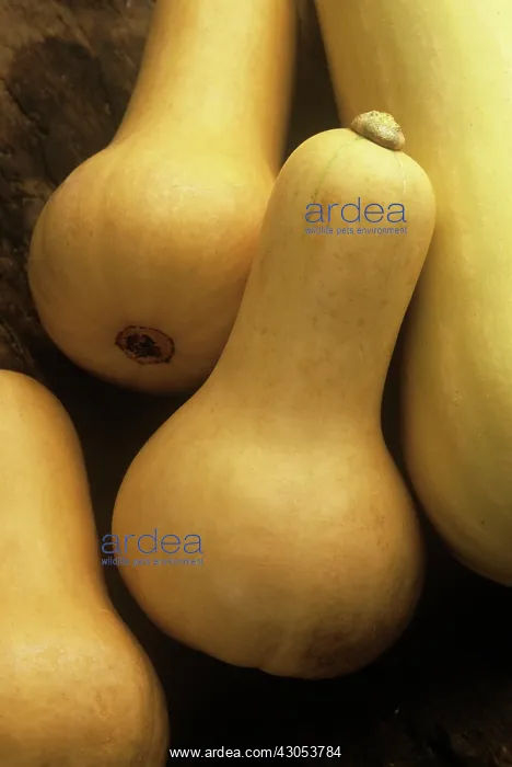: Squash, Butternut squash, Cucurbita pepo : Squash, Butternut squash, Cucurbita pepo