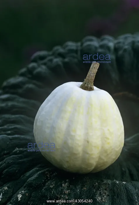 : Squash, Cucurbita pepo Swan white acorn : Squash, Cucurbita pepo Swan white acorn