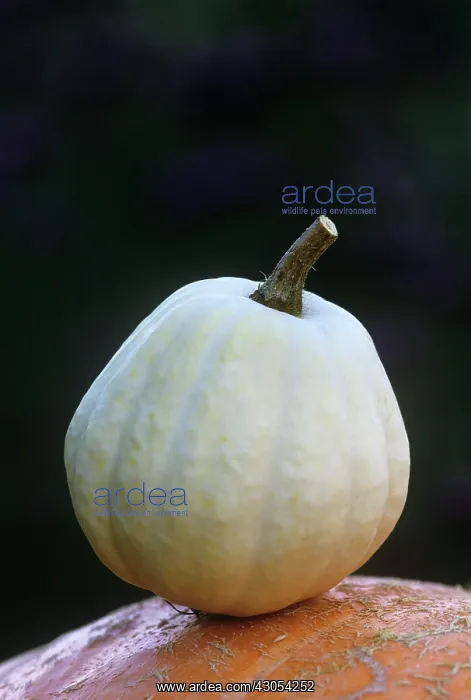 : Squash, Cucurbita pepo Swan white acorn : Squash, Cucurbita pepo Swan white acorn