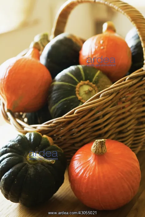 : Squash, Ornamental squash, Cucurbita pepo : Squash, Ornamental squash, Cucurbita pepo
