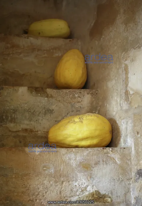 : Squash, Cucurbita pepo : Squash, Cucurbita pepo
