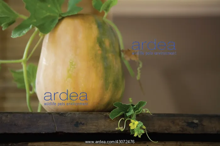 : Squash, Butternut squash, Cucurbita pepo : Squash, Butternut squash, Cucurbita pepo