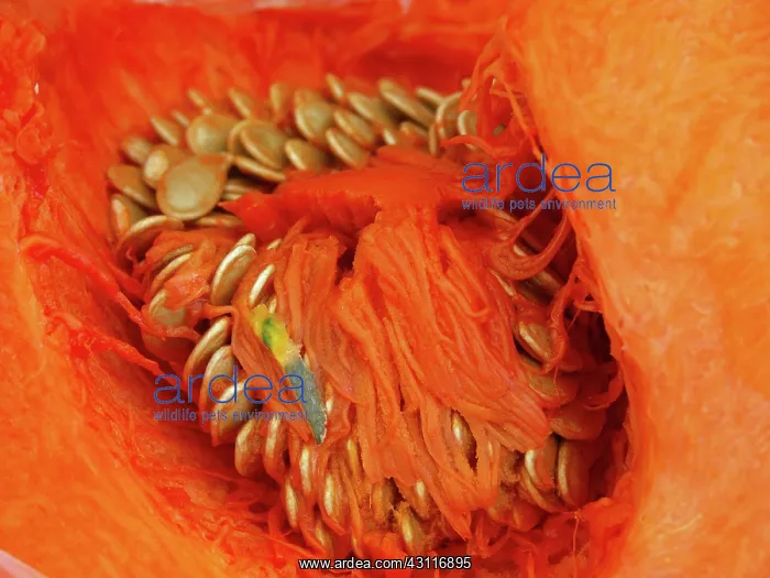 : Squash. Inside of a squash, showing seeds : Squash. Inside of a squash, showing seeds
