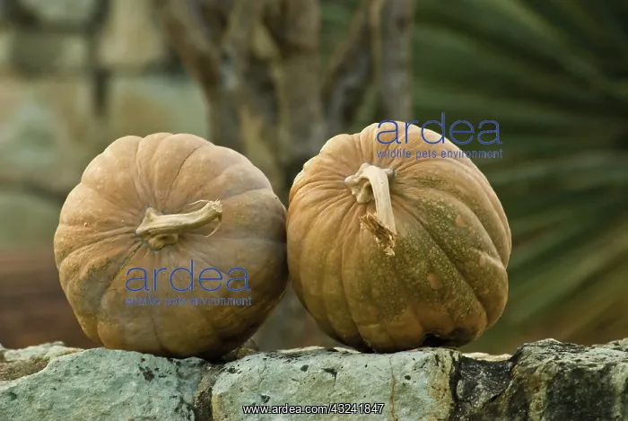 : Squash, Cucurbita pepo : Squash, Cucurbita pepo