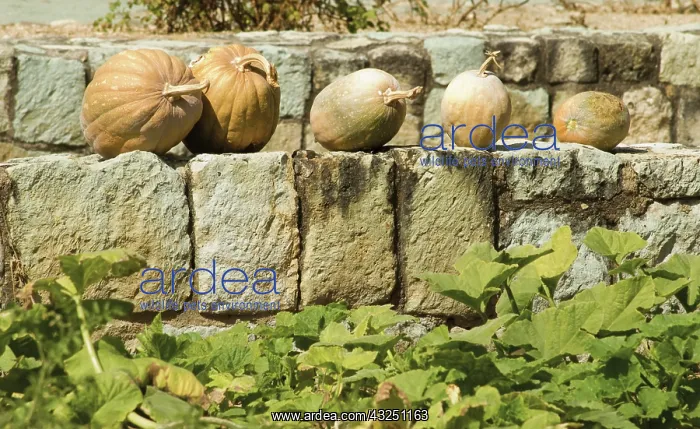 : Squash, Cucurbita pepo : Squash, Cucurbita pepo